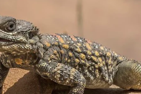 News & Updates - Oklahoma City's #1 Exotic Pets & Reptiles