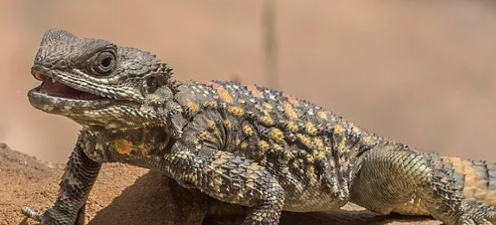 How to Care for Your Painted Agama - Oklahoma City's #1 Exotic Pets ...