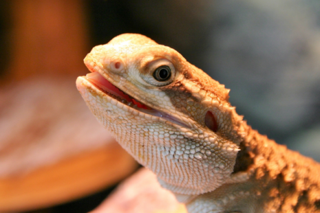 Rankins Dragon in oklahoma city for sale pet