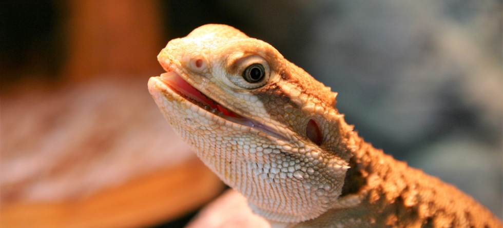 Rankins Dragon in oklahoma city for sale pet