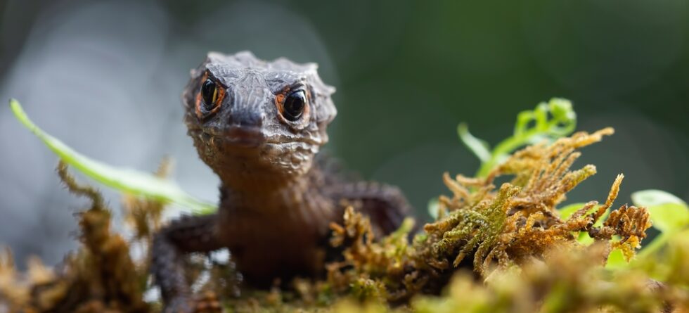 skink for sale exotic pets oklahoma city