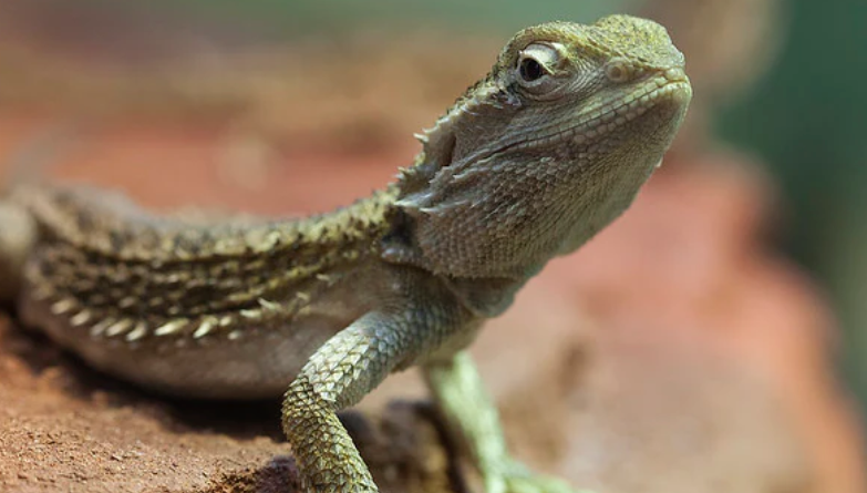 lizards for sale in Oklahoma city