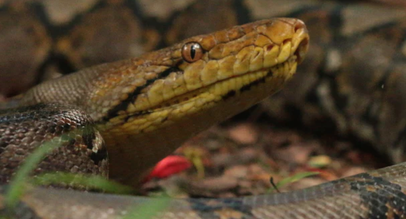 snakes for sale in OKC